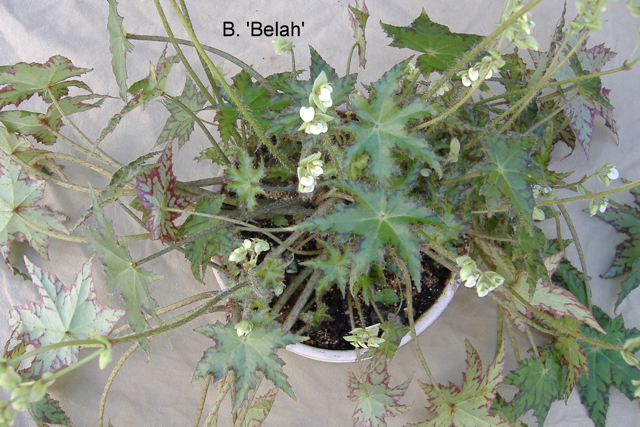 B. ‘Belah’